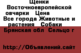 Щенки Восточноевропейской овчарки › Цена ­ 25 000 - Все города Животные и растения » Собаки   . Брянская обл.,Сельцо г.